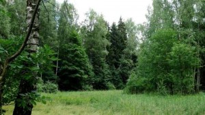 Комитет лесного хозяйства МО: Подмосковные леса увеличились на 5 тысяч гектаров