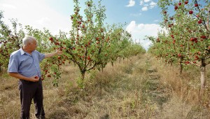 Власти Молдавии хотят обсудить с РФ возобновление экспорта фруктов