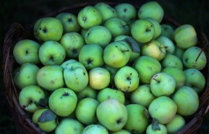 Яблоки