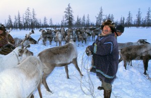 Представители трёх субъектов РФ обсудили приоритетные направления работы по развитию оленеводческой отрасли