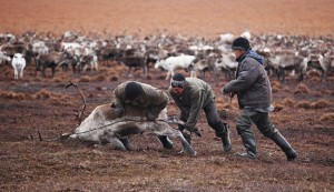На Чукотке начался осенний убой оленей