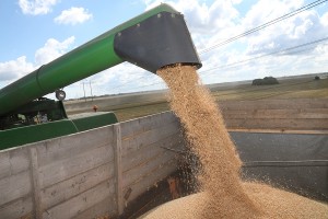 В Калининградской области один из лучших результатов урожайности зерна в России