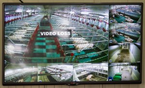 Свинокомплекс