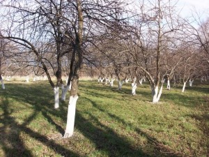 Фруктовый сад осенью