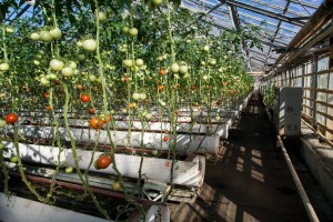 Овощная фабрика «Росинка» Билибинского района Чукотского автономного округа