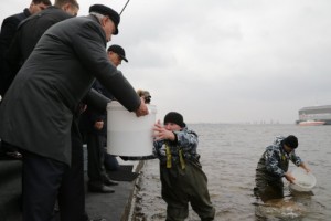 В Петербурге в Финский залив выпустили 10000 мальков сига.