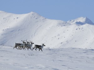 Дикий северный олень Чукотского автономного округа