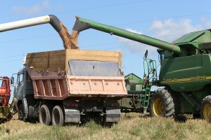 Посевы гречихи в Калининградской области выросли в 30 раз