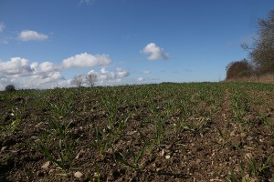 Сев озимых культур