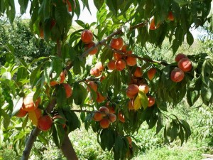 Фруктовый сад 