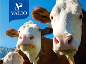Valio решила удвоить производство сыров в России