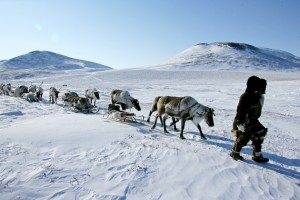 Оленеводческие предприятия Чукотки выполнили убой более 20,8 тысяч оленей