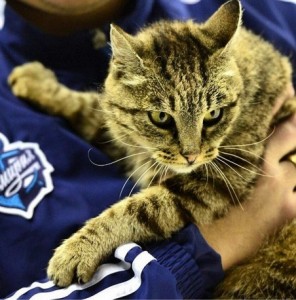 Кошка пропишется в клубе Адмирал.