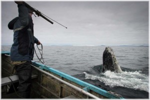 Морские зверобои Чукотки добыли 124 серых кита