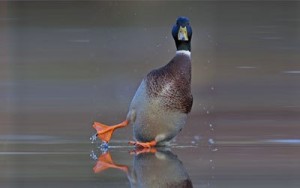 Правительство Москвы пересчитало зимующих водоплавающих птиц столицы 