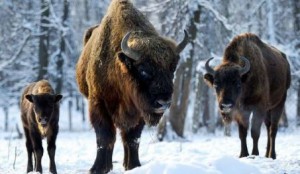 Россия и Белоруссия увеличат численность зубров