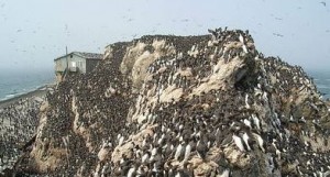 Остров Тюлений