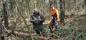 Чемпионат лесорубов: В Калининградской области вырубают лес на скорость