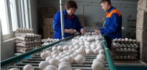 Кожемяко: Никто не должен наживаться, необоснованно повышая цену на яйцо накануне праздника Пасхи