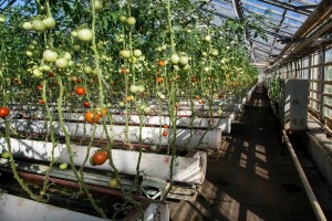 Овощная фабрика «Росинка»