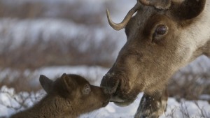 Оленеводческие хозяйства Чукотки вышли на заключительную стадию оленьего отёла