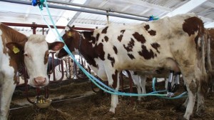 Санкционная война касается всех: Подмосковные коровы стали давать больше молока, понимая необходимость импортозамещения