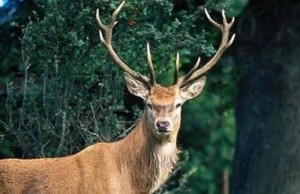 Новости нетрадиционной медицины: Олени исцеляют жителей Приморья