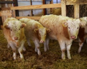 Новости сельского хозяйства: Подмосковные коровы стали чаще телиться