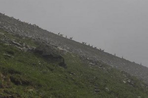 Новости курортного заповедника: В Сочи провели учет высокогорных копытных