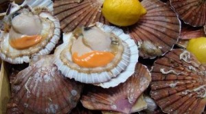 Морепродукты заселяют Дальний восток России: 27 миллионов гребешков поселились в Приморье за полгода