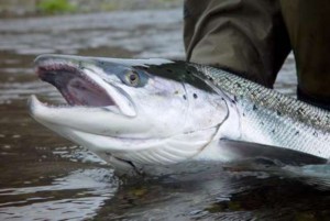 Дальневосточный лосось