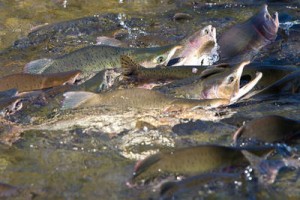 Лосось пошел в реки Сахалина - Для борьбы с сахалинскими браконьерами будут использовать беспилотники