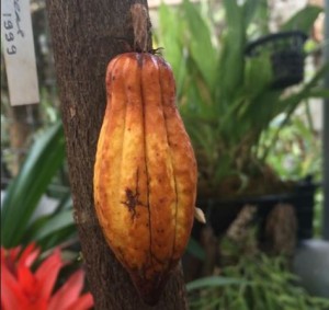 Ботанический сад МГУ. Трагическая гибель какао в "Аптекарском огороде"