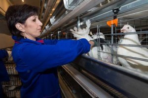 Развитие сельского хозяйства. Курочка ласку любит: Сахалин осваивает передовые технологии птицеводства