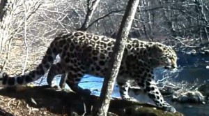 Леопард из Приморья. Нерест лосося прибавил забот охране "Земли леопарда"