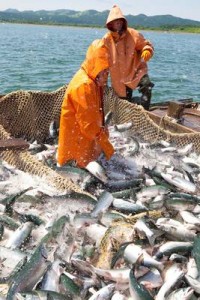 Новости сахалинской путины: Снижены административные барьеры для сахалинских рыбаков