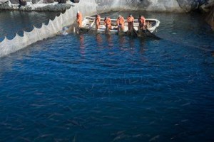 Рыбный промысел: Сахалин выступает за сохранение исторического распределения квот на добычу биоресурсов