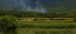 Глава Сахалина Олег Кожемяко намерен возродить сельское хозяйство в Тымовском районе