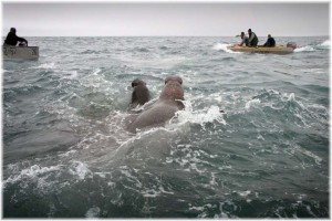 Морская охота