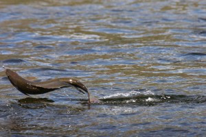 Хариус на крючке