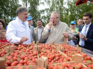 Грудинин и Жириновский осматривают новый урожай. Треть российской клубники выращивается в Подмосковье