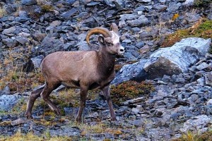 Корякский снежный баран