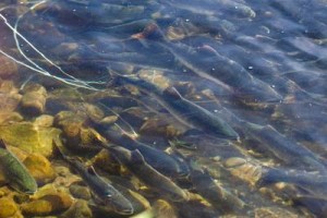 Дальневосточный лосось Горбуша