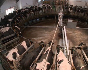 Доильный зал «Карусель»