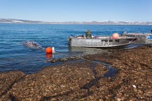 Китовая охота в посёлке Лаврентия