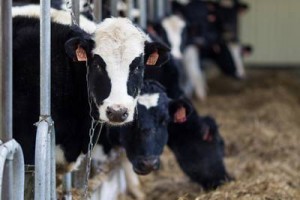 Глава Сахалина Олег Кожемяко встал на защиту сельхозпредприятия «Тимирязевское»