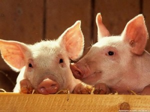 Африканская чума: В Сочи запрещено содержать свиней