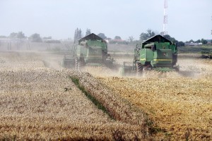 Урожай 2015. В Янтарном крае рекордная урожайность зерновых