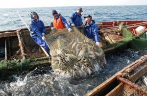 Лососевая путина: Хабаровские рыбаки увеличили объемы добычи дальневосточного лосося