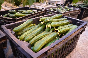 Сельское хозяйство: Подмосковье собирает рекордный урожай зерновых, картофеля и овощей